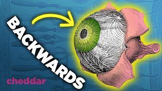 Why The Human Eye Is A Design Disaster - Cheddar Explains