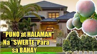 10 Mahiwaga at GoodLuck Na Puno at Halaman ParaSa Bahay |LeiM