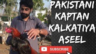 Pakistani Aseel (Kaptan) Kalkatiya Gamefowl Rooster & Hen | Top Quality Aseel