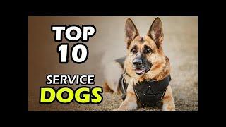 TOP 10 BEST SERVICE DOG BREEDS
