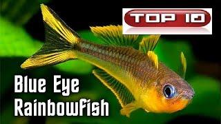 Top 10 Pesci Arcobaleno Blue-Eye 