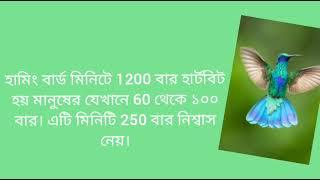 Top 10 amazing facts about HammingBirds#Some information about HammingBirds#পৃথিবীর সবচেয়ে ছোট পাখি