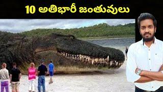 Top 10 Biggest Animals In The World