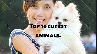 Top 10 cutest animals that you need to see.