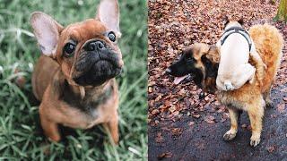 Top 10+ Best Cute French Bulldog Puppies Videos 2020 | Dogs Awesome