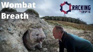 The Problem with Wombat Breath