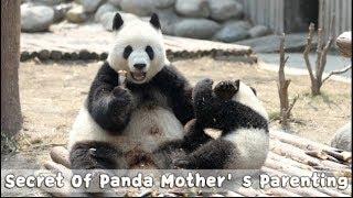 What’s the secret of panda mother’s parenting? | iPanda