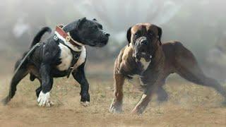 These Are 10 Most Active Dog Breeds