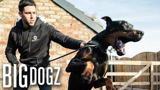 Intruders Beware! The World's Toughest Guard Dogs | Big Dogz