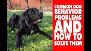 Top 10 Dog Behavior Problems – Top Dog Tips Puppy Training and  Dog Training