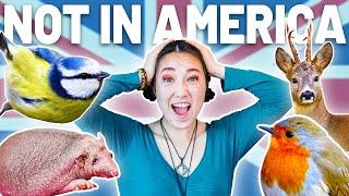 10 British Animals You CAN'T Find in America 