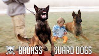 Top 10 Badass Guard Dog Breeds