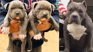 Top quality American bully puppies for sale  || #americanbbully ||   || #americanbullypuppies ||