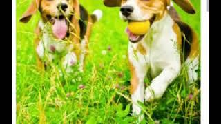 Top 10 dogs for kids and families