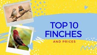 TOP 10 FINCHES PRICE IN INDIA |ഫിഞ്ചുകളുടെ വില വിവരങ്ങൾ