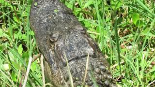 Intricate Detail of Top of Head of Young Alligator Covered in Mud at Ibis Pond! Pinckney Island Nati