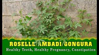 Bring Home Roselle (Ambadi) Leaves For Its Amazing Health Benefits | TOP 10 Indian Herbs