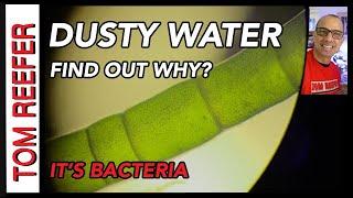 Dusty Aquarium Water (BACTERIA BLOOM)