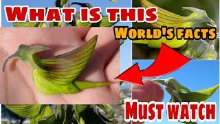 Top 10 amazing facts||interesting facts in hindi about world|| kya ye bird hai?