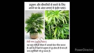 Top 10+ air purify plants || healthy air ||