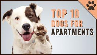 Top 10 Dog Breeds For Apartments