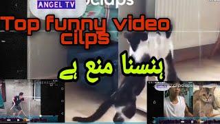 top funny videos cilps