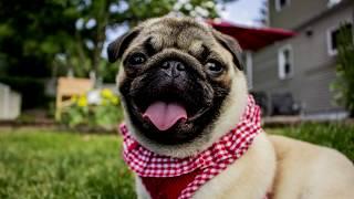 The Most Friendly Dog Breeds for Kids - [Top 10 List]