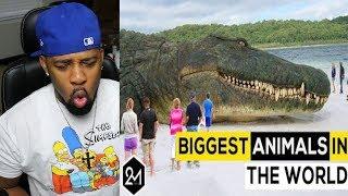 TOP 10 BIGGEST ANIMALS IN THE WORLD - REACTION