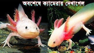 ক্যামেরায় ধরা পড়ল এলিয়েন এর মত দেখতে প্রাণী | Top 10 Most Unbelievable animals In The World