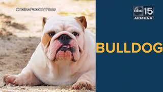 Top 10 most popular dog breeds in America - ABC15 Digital