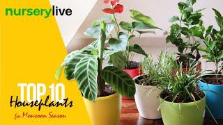 Indoor Plants | Ep 1| Top 10 Houseplants for Monsoon Season | nurserylive