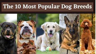 Top 10 Most Popular Dog breeds in India