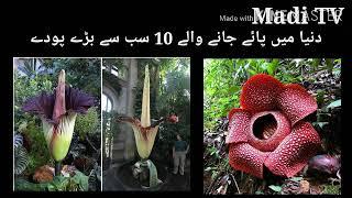 Top 10 World Biggest Flower