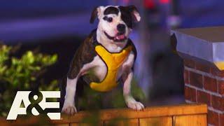 Bulldogs & Pit Bulls Run K9 Obstacle Course,Top 5 Underdog Runs | America's Top Dog (Season 1) | A&E