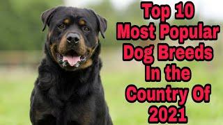 Top 10 Most Popular Dog Breeds In the Country Of 2021