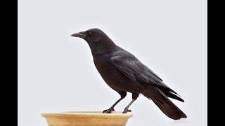 Crow Sound Effect Voice Top 10 Video