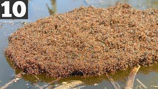 ANT ISLAND? TOP 10 AMAZING ANT BUILDINGS