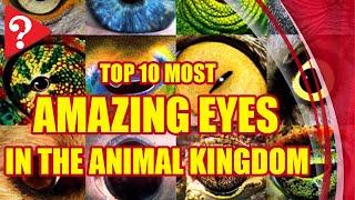 Top 10 Most Amazing eyes in the animal kingdom (#StayHome and improve your knowledge #WithMe)