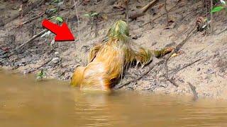 This Man's Camera Caught Some Creature Crawling out of the River