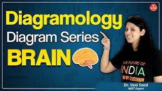 Human Brain Diagram Explanation | Parts & Functions | NEET | Cerebrum Cerebellum Medulla Oblongata