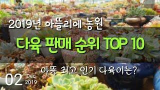 2019년 아뜰리에 다육 판매순위 TOP10(1위~10위), 최고인기 다육은? Succulent Sales Rank