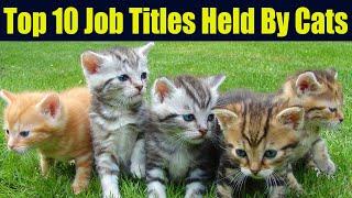 Top 10 Job Titles Held By Cats | ReeHan Experiments