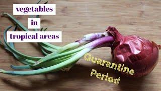 Top 10 Vegetables to Grow in Tropical Area | Quarantine Period