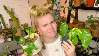 My Top 10 Least Favorite House Plants of 2019! Controversial Opinion Warning