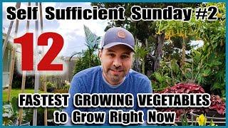 12 Fastest Growing Vegetables You Can Grow NOW! - Survival Garden -Self Sufficient Sunday #2