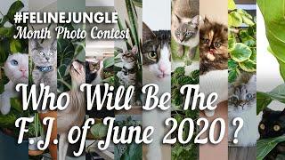 #FelineJungle Monthly Photo Contest - Top 10 (JUNE 2020)