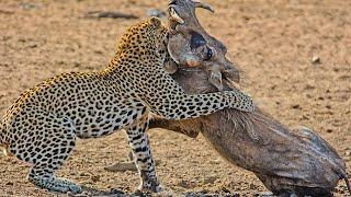 WARTHOG - LEOPARDS' FAVORITE FOOD || Top 10 Leopard vs Warthog