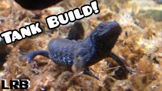 NEWT Aquarium BUILD! NOT the BEST Paludarium Build...