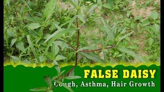 When It Comes to Health Benefits, FALSE DAISY is Right Here | TOP 10 Indian Herbs