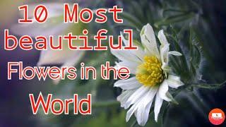 Top 10 most beautiful flowers in the world. Mind blowing moments of  nature.